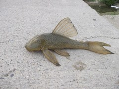 Hypostomus