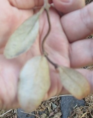 Struthanthus interruptus