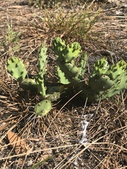 Opuntia austrina