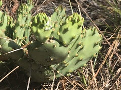 Opuntia austrina