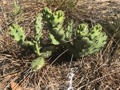 Opuntia austrina