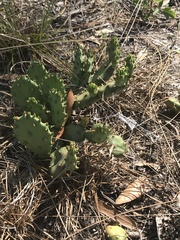 Opuntia austrina