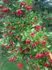 Crataegus × lavallei