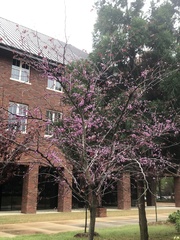 Cercis canadensis