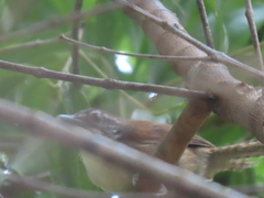 Cantorchilus leucotis