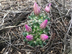 Mammillaria wrightii