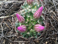 Mammillaria wrightii