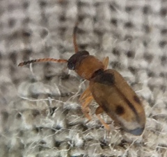Psammoecus bipunctatus