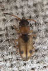 Psammoecus bipunctatus
