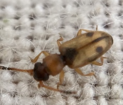 Psammoecus bipunctatus