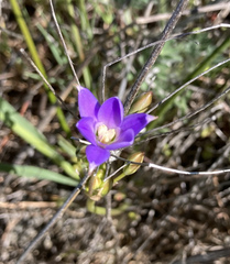 Brodiaea kinkiensis