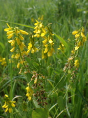 Melilotus segetalis