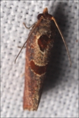 Glyphidoptera insignana
