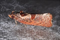 Glyphidoptera insignana