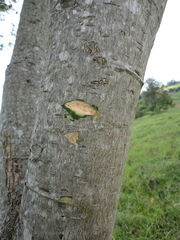 Enterolobium contortisiliquum