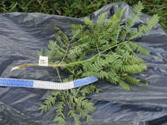 Enterolobium contortisiliquum