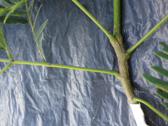 Enterolobium contortisiliquum