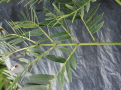 Enterolobium contortisiliquum