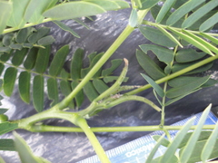 Enterolobium contortisiliquum