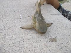 Hypostomus