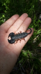 Opisthacanthus validus
