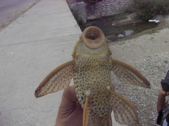 Hypostomus