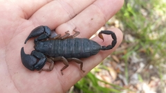 Opisthacanthus validus