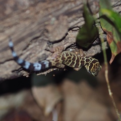 Cyrtodactylus zebraicus
