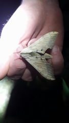 Pseudoclanis postica