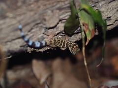 Cyrtodactylus zebraicus