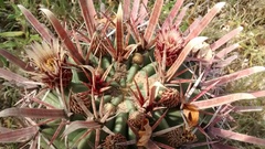 Ferocactus recurvus