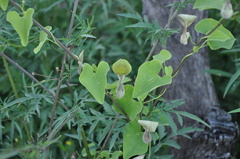 Aristolochia argentina