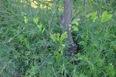 Aristolochia argentina