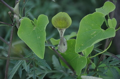 Aristolochia argentina