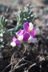 Lathyrus littoralis