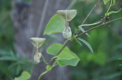 Aristolochia argentina
