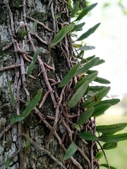 Microgramma squamulosa