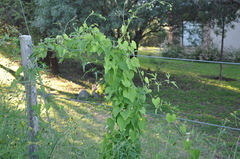 Aristolochia argentina