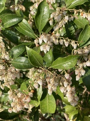 Pieris