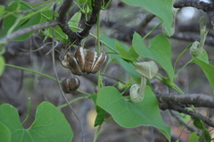 Aristolochia argentina