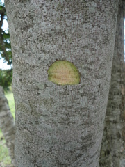 Myrsinoideae