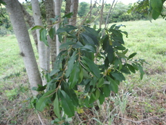 Myrsinoideae