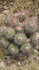 Mammillaria carnea
