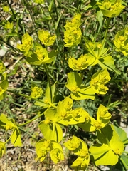 Euphorbia serrata