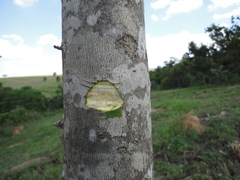 Zanthoxylum rhoifolium