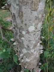 Zanthoxylum rhoifolium