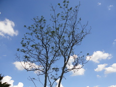 Zanthoxylum rhoifolium