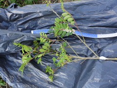 Zanthoxylum rhoifolium