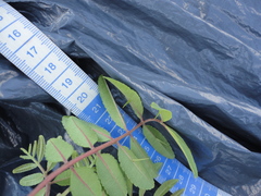 Zanthoxylum rhoifolium