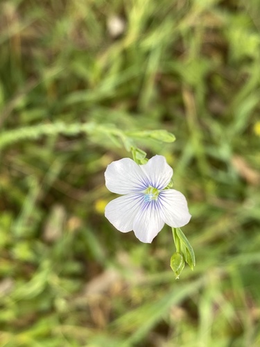 Linum bienne iNat (1)